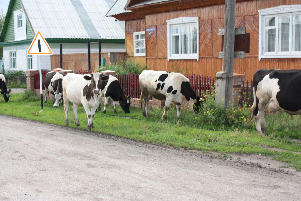 Коровы которые свободно гуляют по деревне